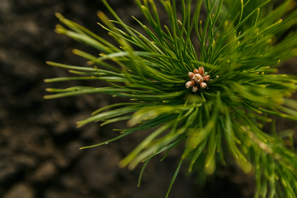 49157263202_d0267fca21_o (1).jpg